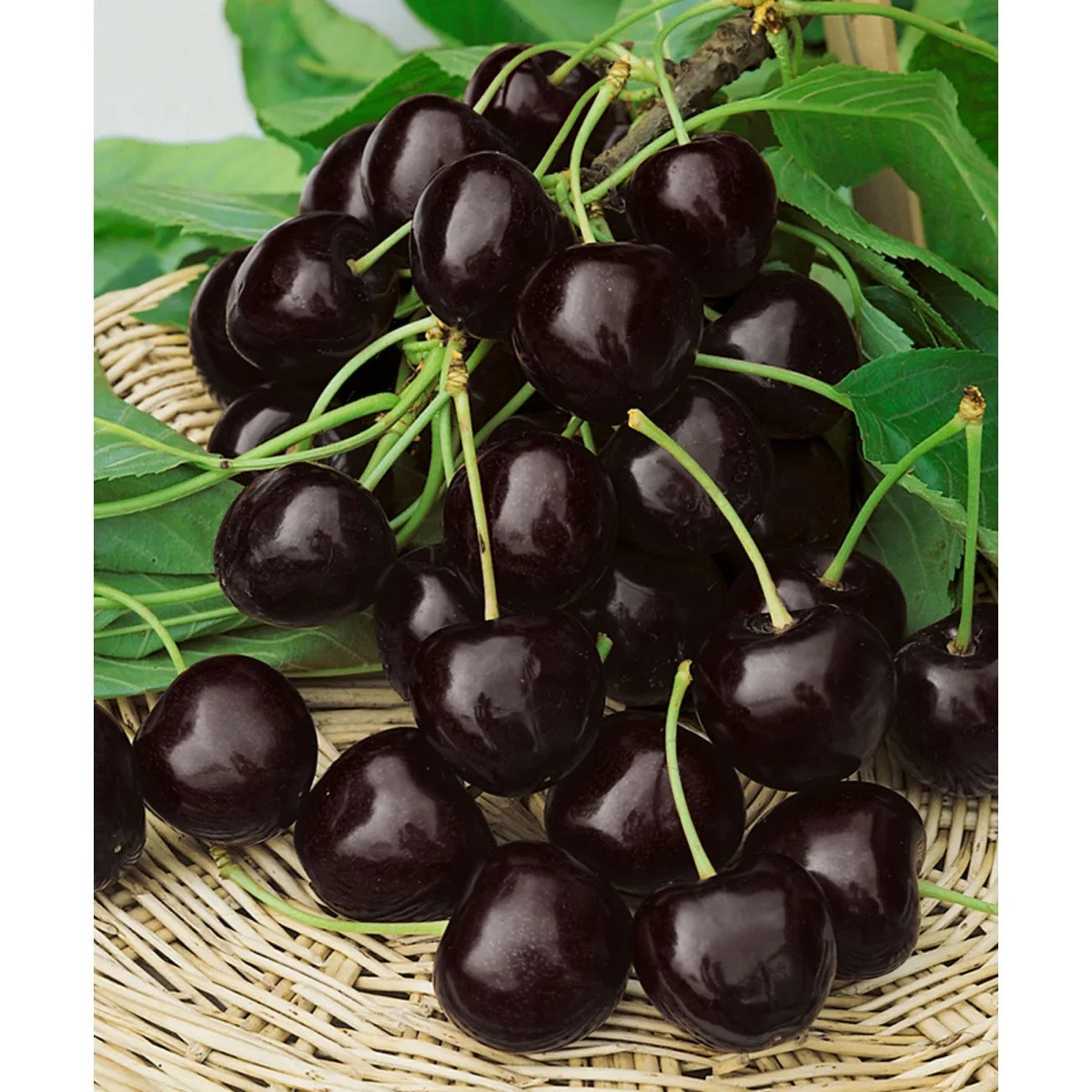 Черешня «Ленинградская черная» в каталоге СЦ Корекозево