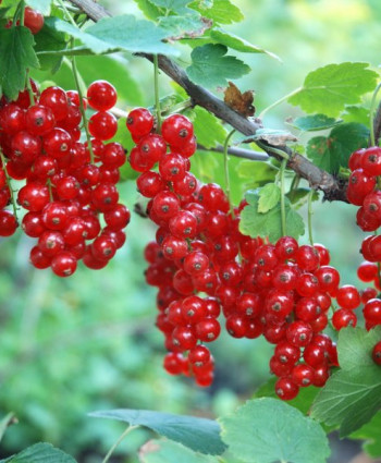 Смородина красная «Джонкер Ван Тетс» в каталоге СЦ Корекозево