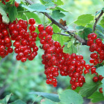 Миниатюра 1. Смородина красная «Джонкер Ван Тетс» в каталоге СЦ Корекозево