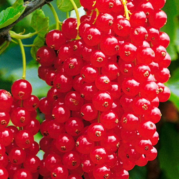 Фото 3. Смородина красная «Джонкер Ван Тетс» в каталоге СЦ Корекозево