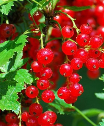 Смородина красная «Ненаглядная» в каталоге СЦ Корекозево