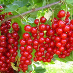 Миниатюра 2. Смородина красная «Ненаглядная» в каталоге СЦ Корекозево