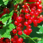 Миниатюра 1. Смородина красная «Ненаглядная» в каталоге СЦ Корекозево