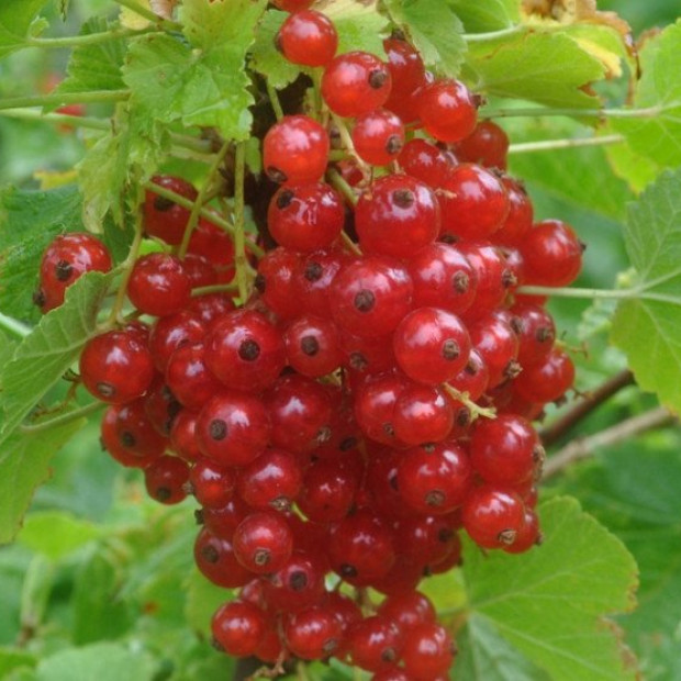 Фото 3. Смородина красная «Ненаглядная» в каталоге СЦ Корекозево