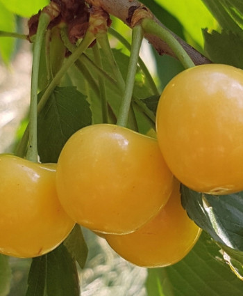 Черешня «Рондо» в каталоге СЦ Корекозево