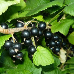 Миниатюра 1. Смородина черная «Багира» в каталоге СЦ Корекозево