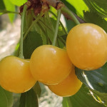 Миниатюра 1. Черешня «Рондо» в каталоге СЦ Корекозево