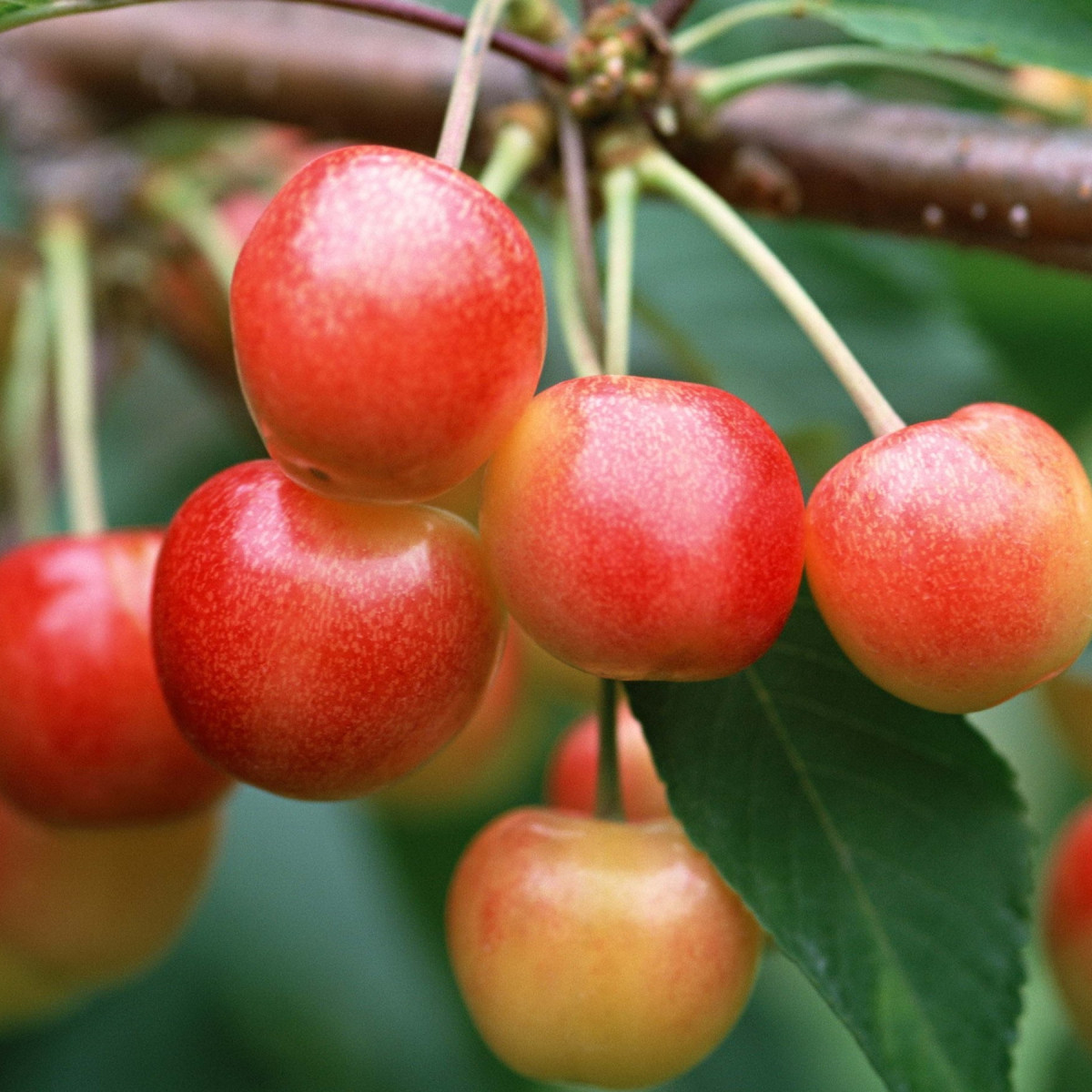 Черешня «Юлия» в каталоге СЦ Корекозево
