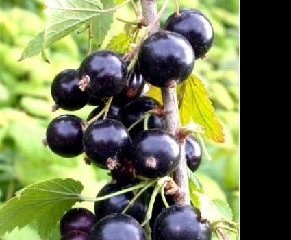 Смородина черная «Гулливер» в каталоге СЦ Корекозево