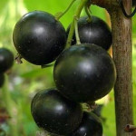 Миниатюра 3. Смородина черная «Гулливер» в каталоге СЦ Корекозево