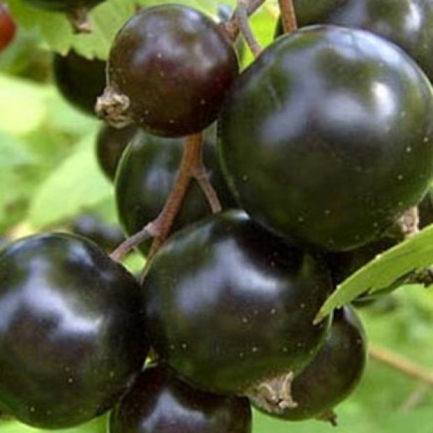 Фото 4. Смородина черная «Гулливер» в каталоге СЦ Корекозево