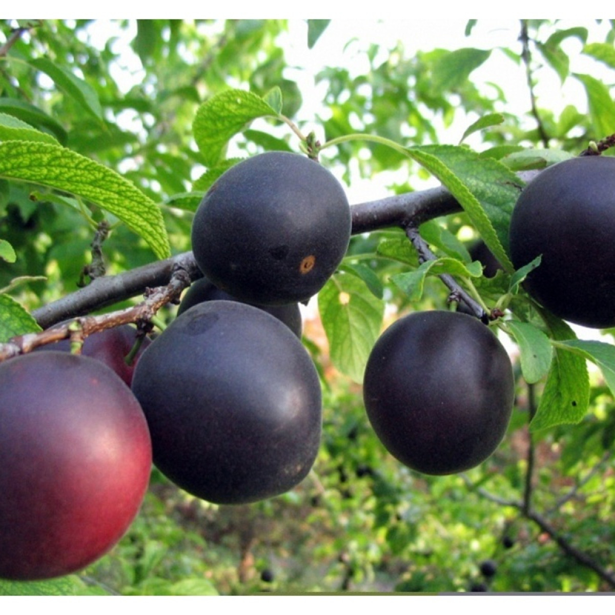 Абрикос Черный принц в каталоге СЦ Корекозево