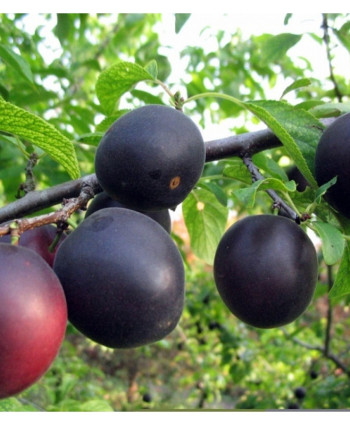 Абрикос Черный принц в каталоге СЦ Корекозево