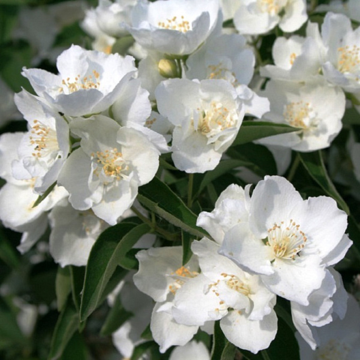 Чубушник Алебастр в каталоге СЦ Корекозево