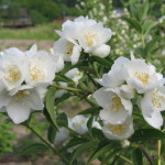 Миниатюра 2. Чубушник 