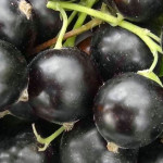 Миниатюра 2. Смородина черная «Селеченская 2» в каталоге СЦ Корекозево