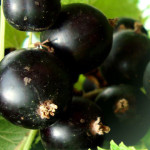 Миниатюра 3. Смородина черная «Селеченская 2» в каталоге СЦ Корекозево