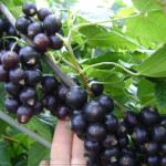 Миниатюра 4. Смородина черная «Селеченская 2» в каталоге СЦ Корекозево