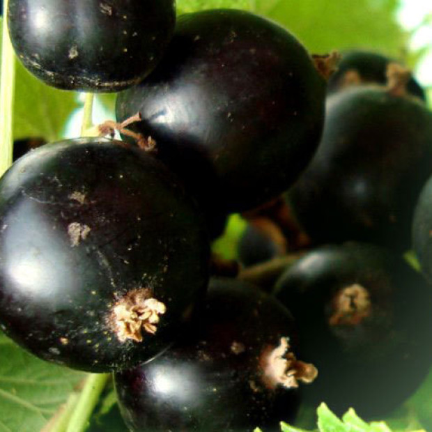 Фото 3. Смородина черная «Селеченская 2» в каталоге СЦ Корекозево