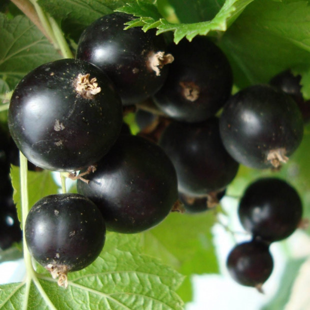 Фото 1. Смородина черная «Селеченская 2» в каталоге СЦ Корекозево