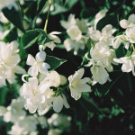 Миниатюра 1. Чубушник 