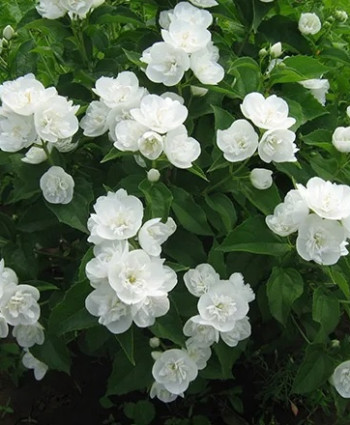 Чубушник Глетчер в каталоге СЦ Корекозево