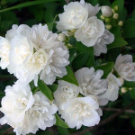 Миниатюра 2. Чубушник 