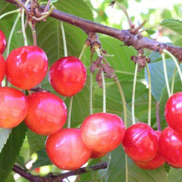 Фото 4. Черешня «Брянская розовая» в каталоге СЦ Корекозево