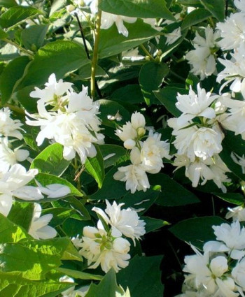 Чубушник Монблан в каталоге СЦ Корекозево