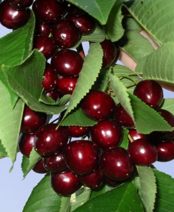 Черешня «Ипуть» в каталоге СЦ Корекозево