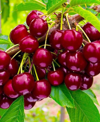 Черешня «Овстуженка» в каталоге СЦ Корекозево