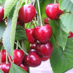 Миниатюра 3. Черешня «Овстуженка» в каталоге СЦ Корекозево