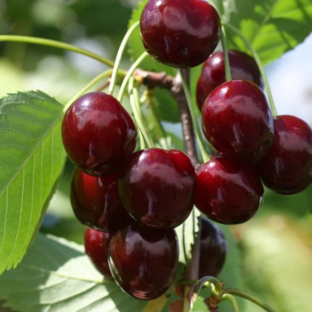 Фото 2. Черешня «Овстуженка» в каталоге СЦ Корекозево