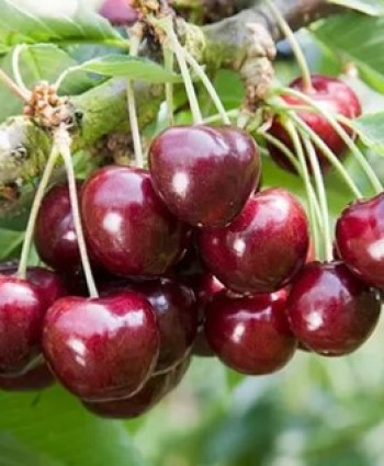 Черешня «Ревна» в каталоге СЦ Корекозево