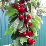 Миниатюра 3. Черешня «Ревна» в каталоге СЦ Корекозево