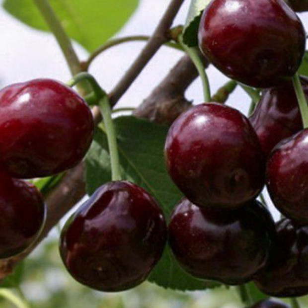 Фото 4. Черешня «Ревна» в каталоге СЦ Корекозево