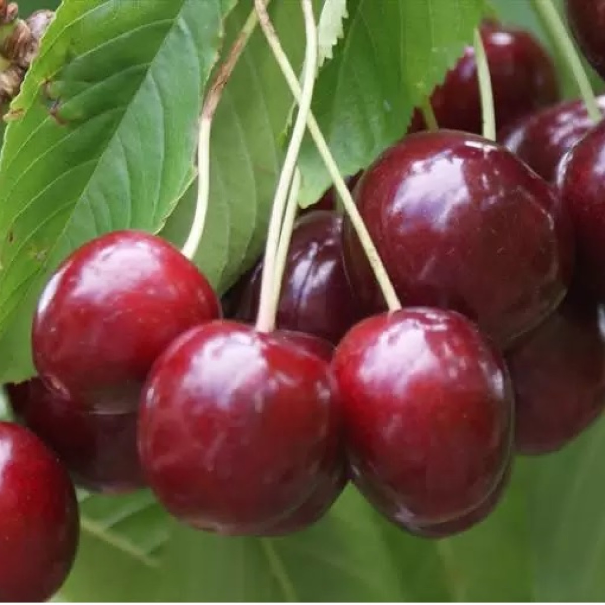 Дюк «Саратовская Малышка» в каталоге СЦ Корекозево