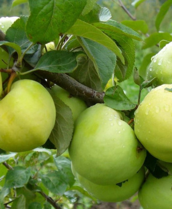 Яблоня Антоновка обыкновенная в каталоге СЦ Корекозево