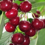 Миниатюра 2. Дюк «Саратовская Малышка» в каталоге СЦ Корекозево