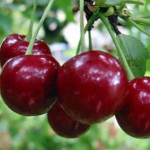 Миниатюра 3. Дюк «Саратовская Малышка» в каталоге СЦ Корекозево