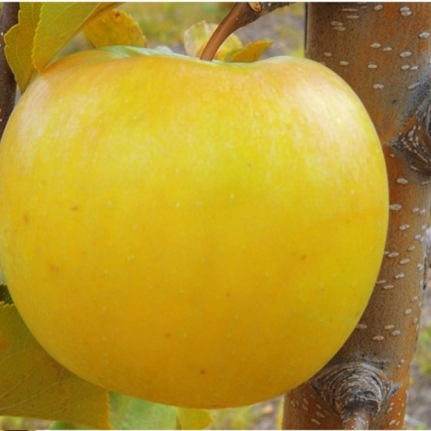 Фото 2. Яблоня 