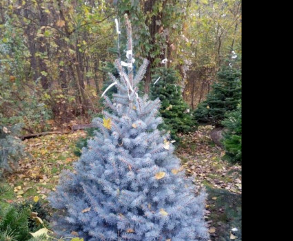 Ель голубая Edith в каталоге СЦ Корекозево