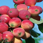 Миниатюра 1. Яблоня «Бельфлер-китайка» в каталоге СЦ Корекозево