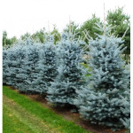 Миниатюра 2. Ель голубая 