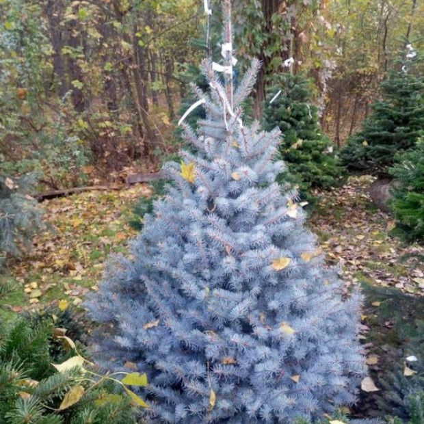 Фото 1. Ель голубая 