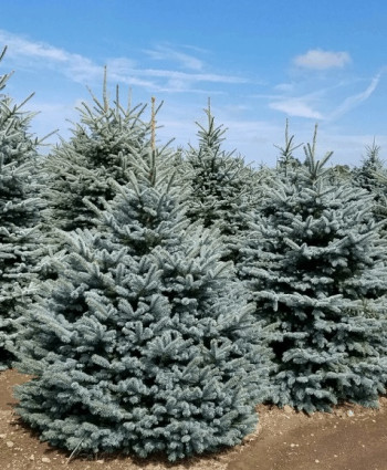 Ель голубая Super Blue Seedling в каталоге СЦ Корекозево