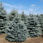 Миниатюра 1. Ель голубая 