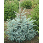 Миниатюра 2. Ель голубая 