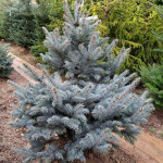 Миниатюра 4. Ель голубая 