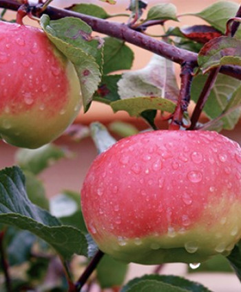 Яблоня «Богатырь» в каталоге СЦ Корекозево